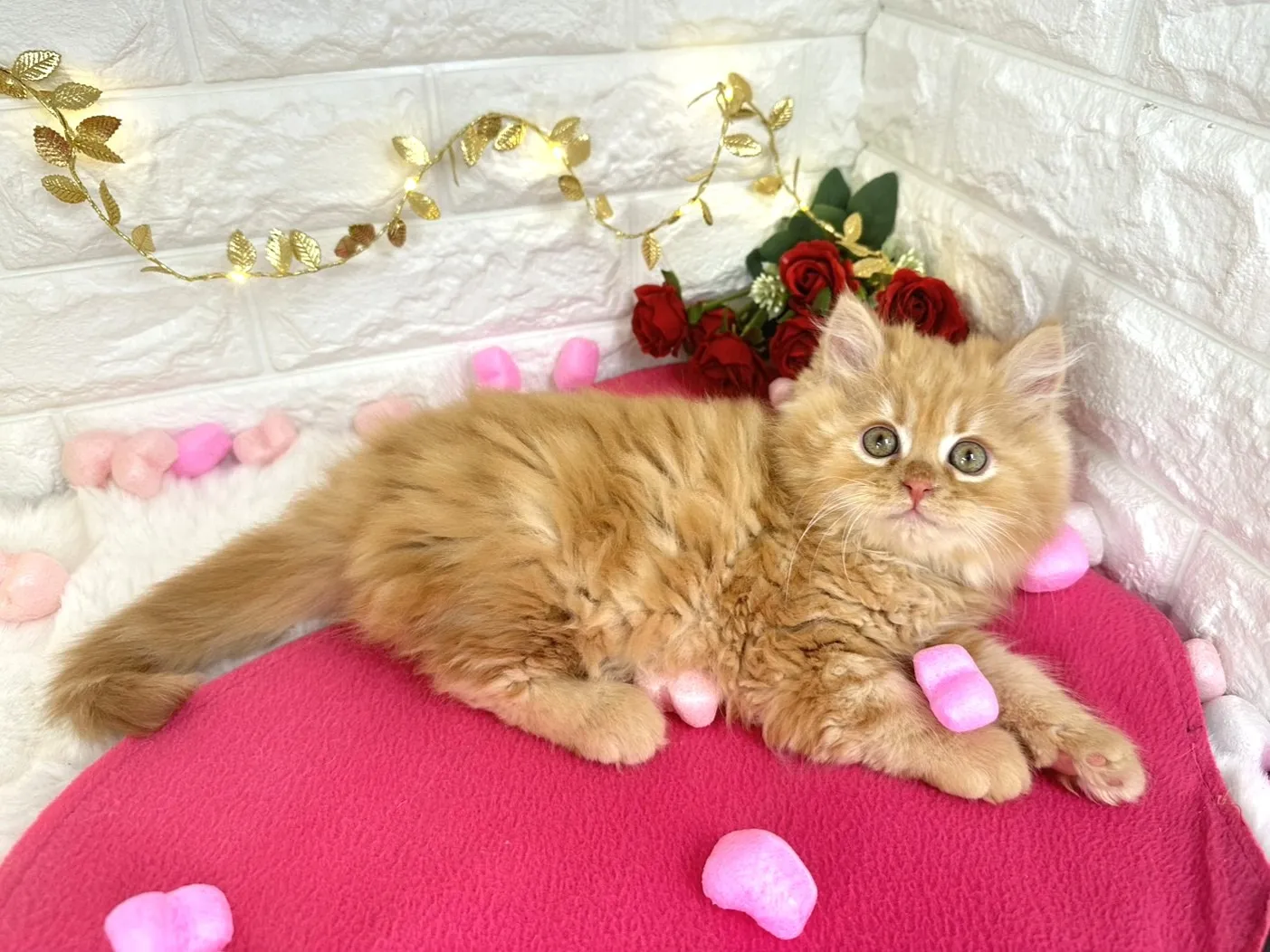 ★ミヌエット（足長）★オス★ No.3058