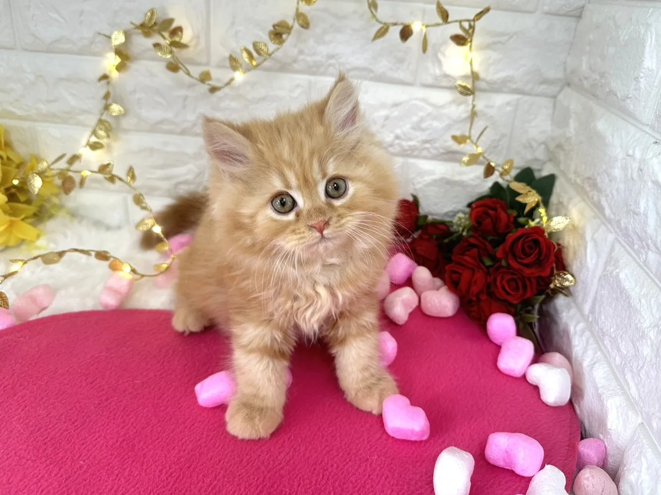 ★ミヌエット（足長）★オス★ No.3058