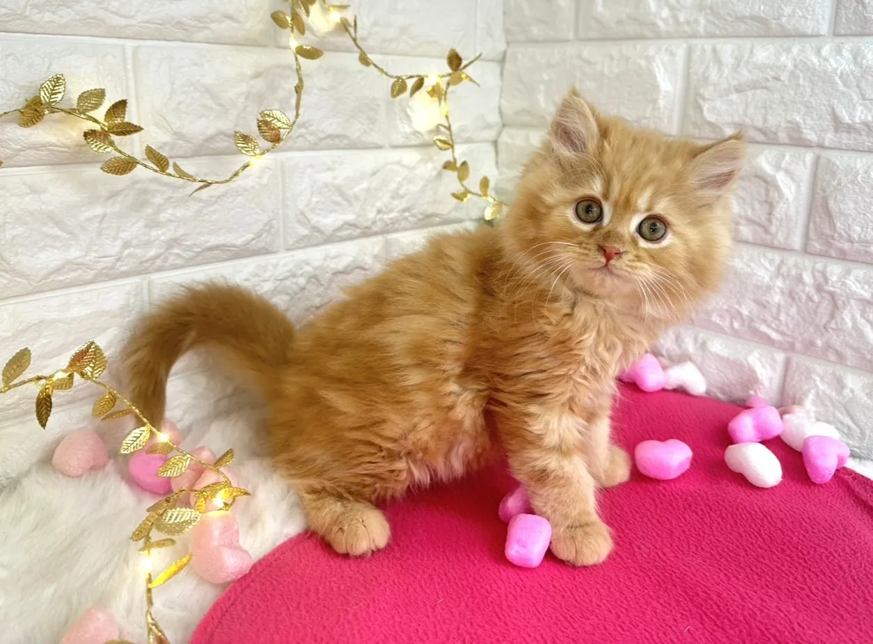 ★ミヌエット（足長）★オス★ No.3058