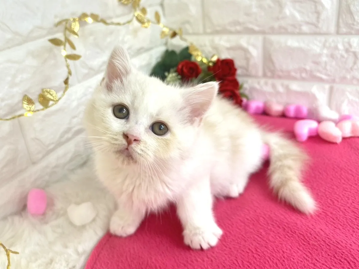 ★ミヌエット（足長）★オス★ No.3059