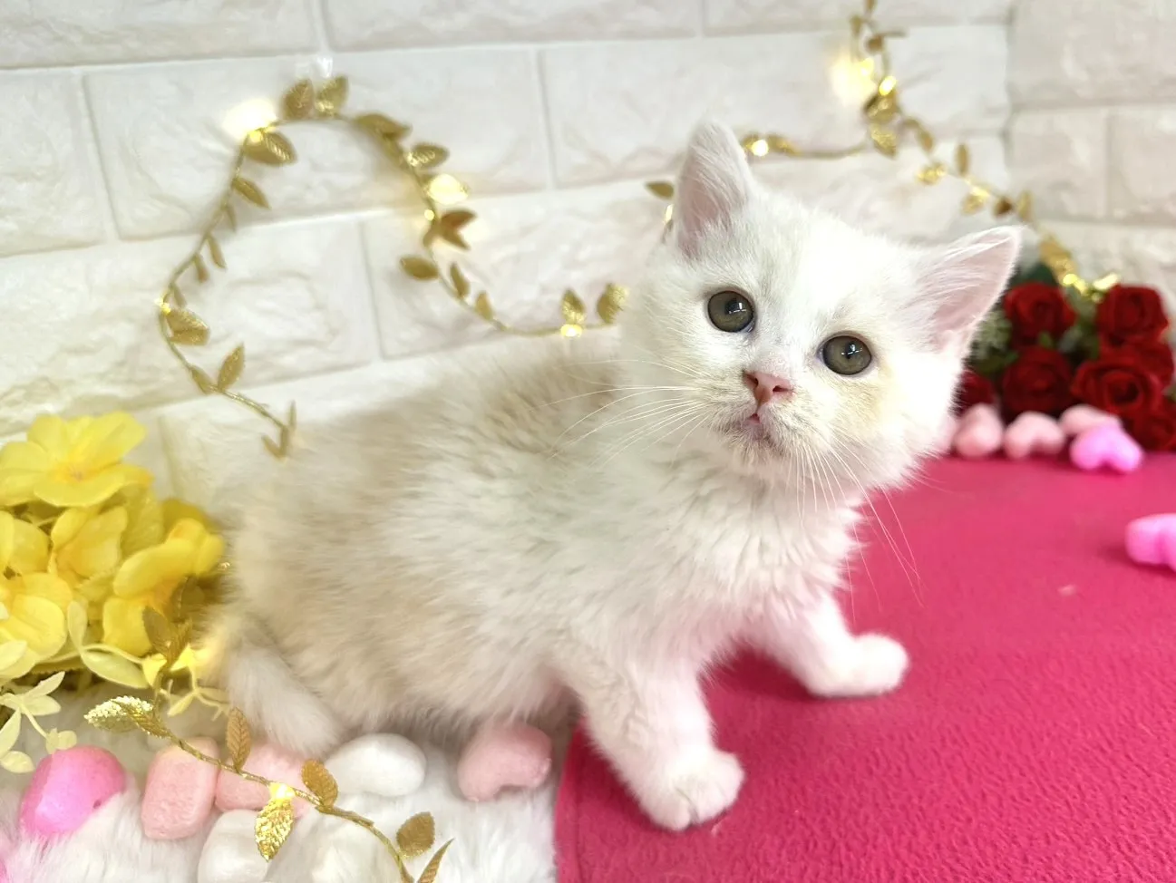 ★ミヌエット（足長）★オス★ No.3059