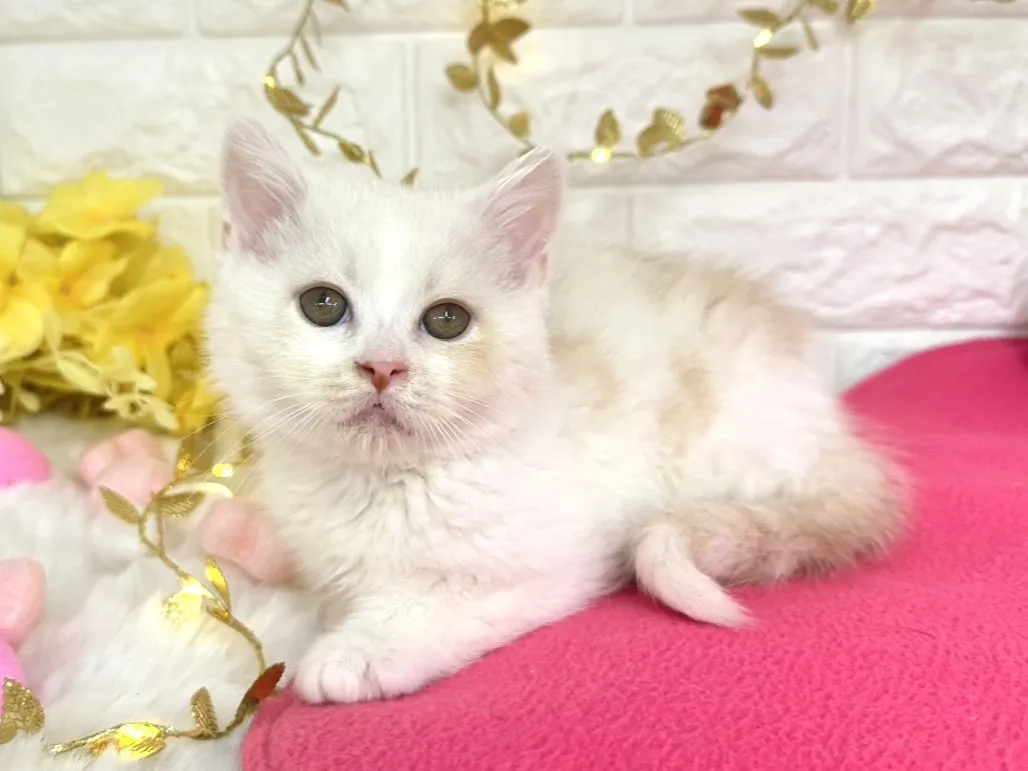 ★ミヌエット（足長）★オス★ No.3059