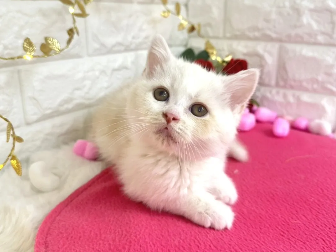 ★ミヌエット（足長）★オス★ No.3059