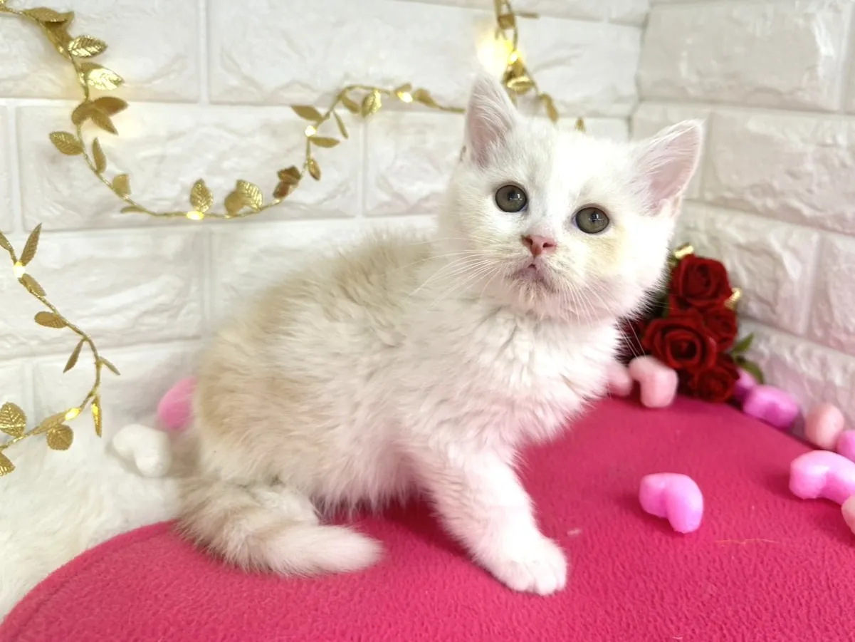 ★ミヌエット（足長）★オス★ No.3059