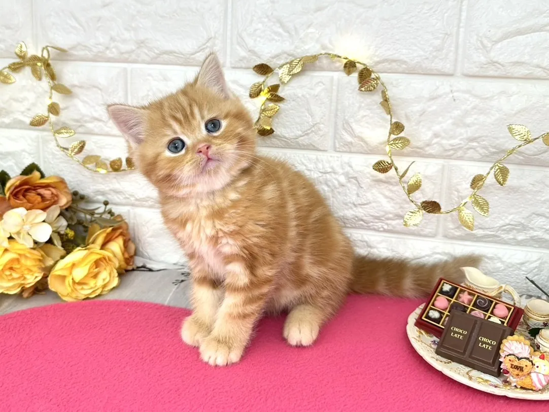 売約済★ミヌエット（足長）★オス★ No.3068