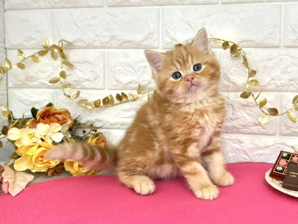 売約済★ミヌエット（足長）★オス★ No.3068