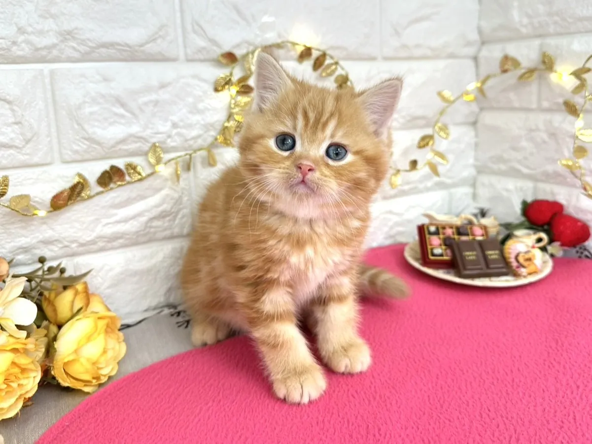 売約済★ミヌエット（足長）★オス★ No.3068