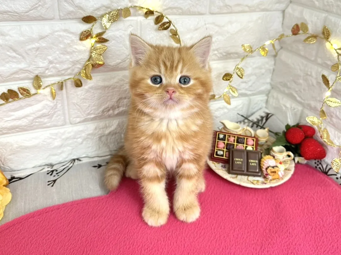 売約済★ミヌエット（足長）★オス★ No.3068