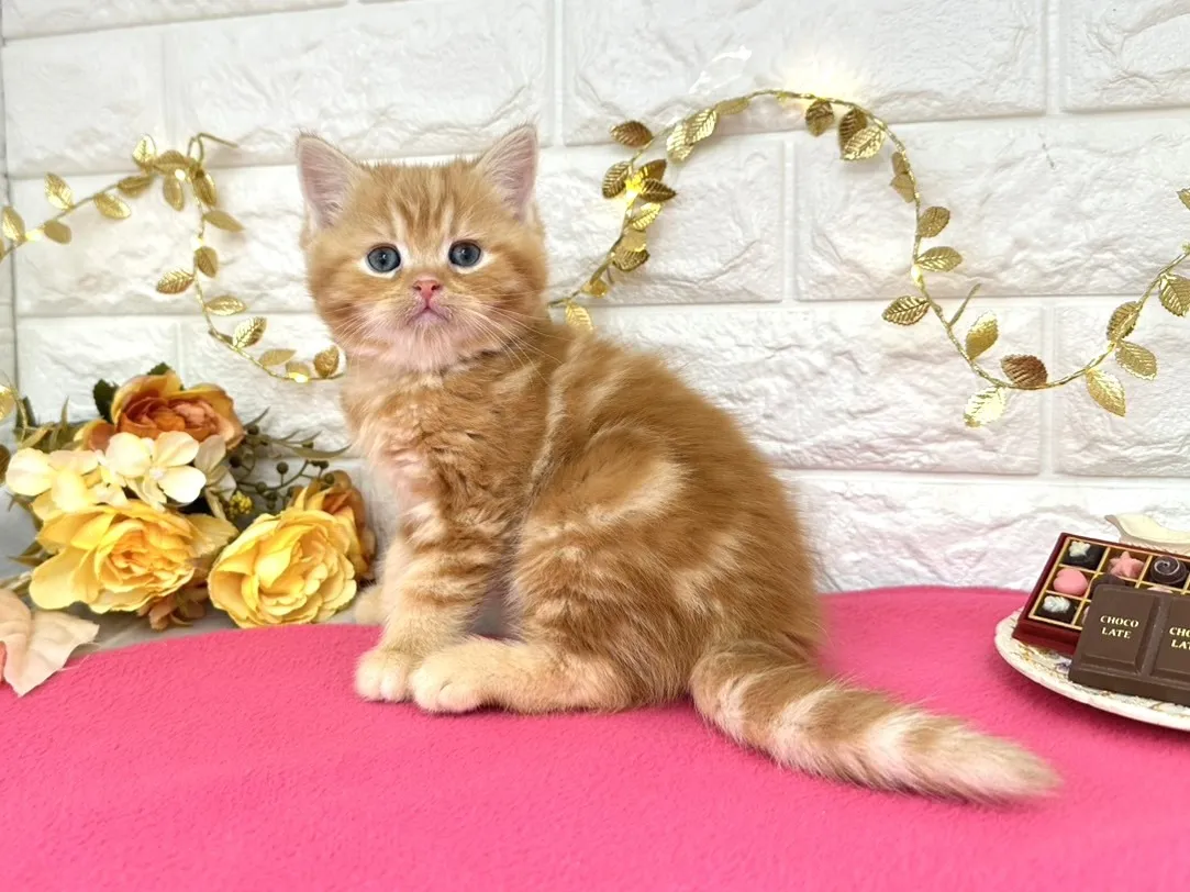 売約済★ミヌエット（足長）★オス★ No.3068