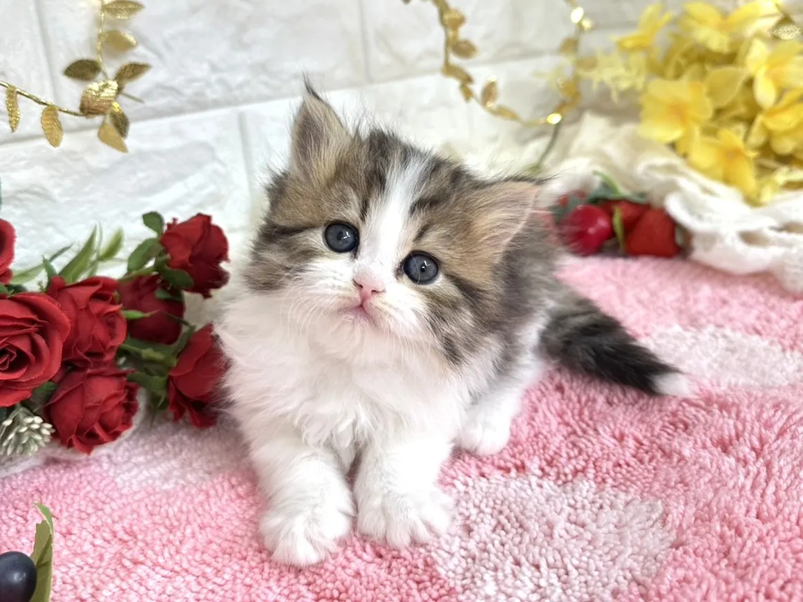 ★ミヌエット（足長）★オス★ No.3070