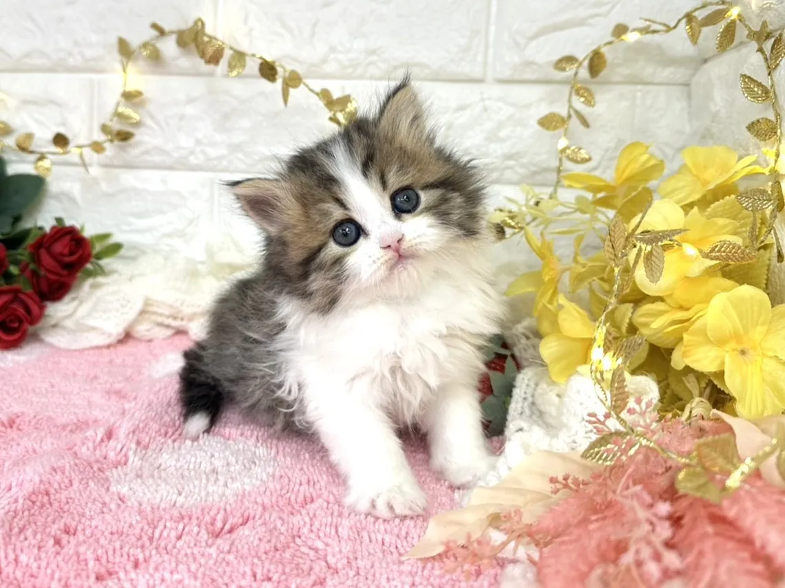 ★ミヌエット（足長）★オス★ No.3070