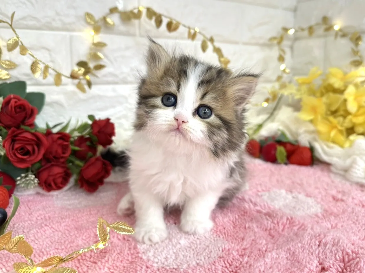 ★ミヌエット（足長）★オス★ No.3070