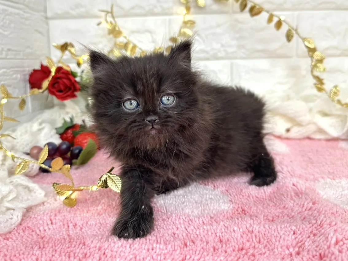 ★ミヌエット（足長）★メス★ No.3069