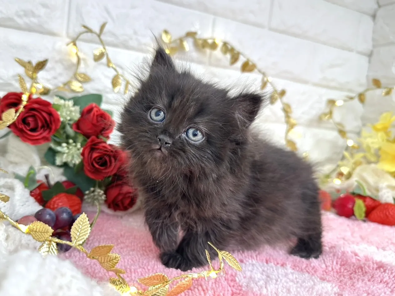 ★ミヌエット（足長）★メス★ No.3069