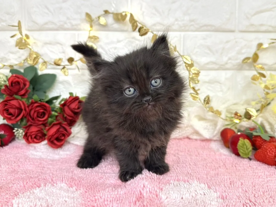 ★ミヌエット（足長）★メス★ No.3069