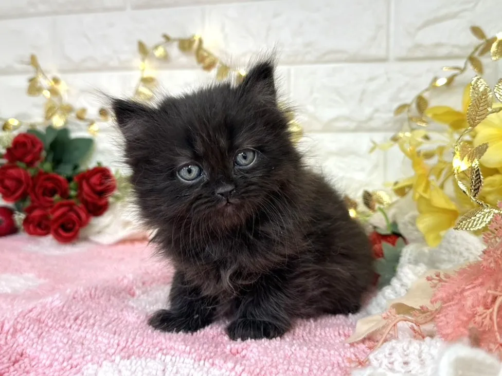 ★ミヌエット（足長）★メス★ No.3069