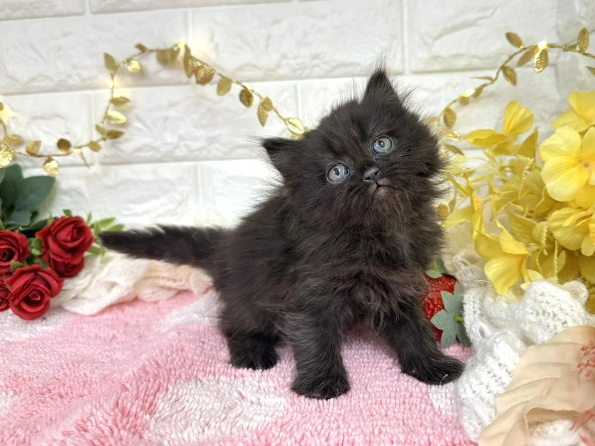 ★ミヌエット（足長）★メス★ No.3069