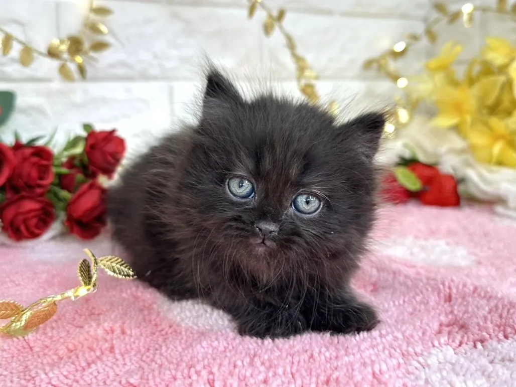 ★ミヌエット（足長）★メス★ No.3069