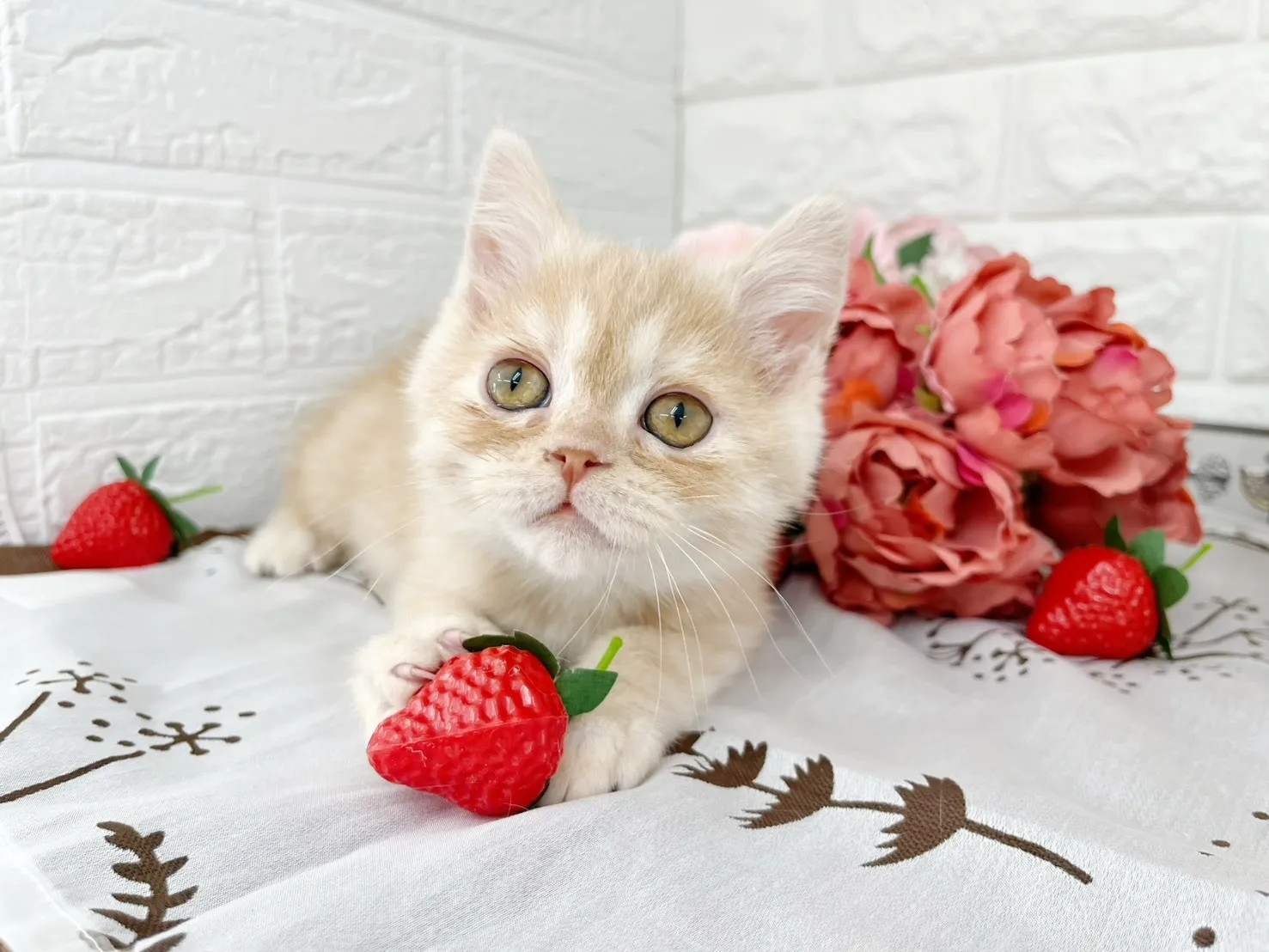 売約済★ミヌエット（足長）★オス★ No.3061