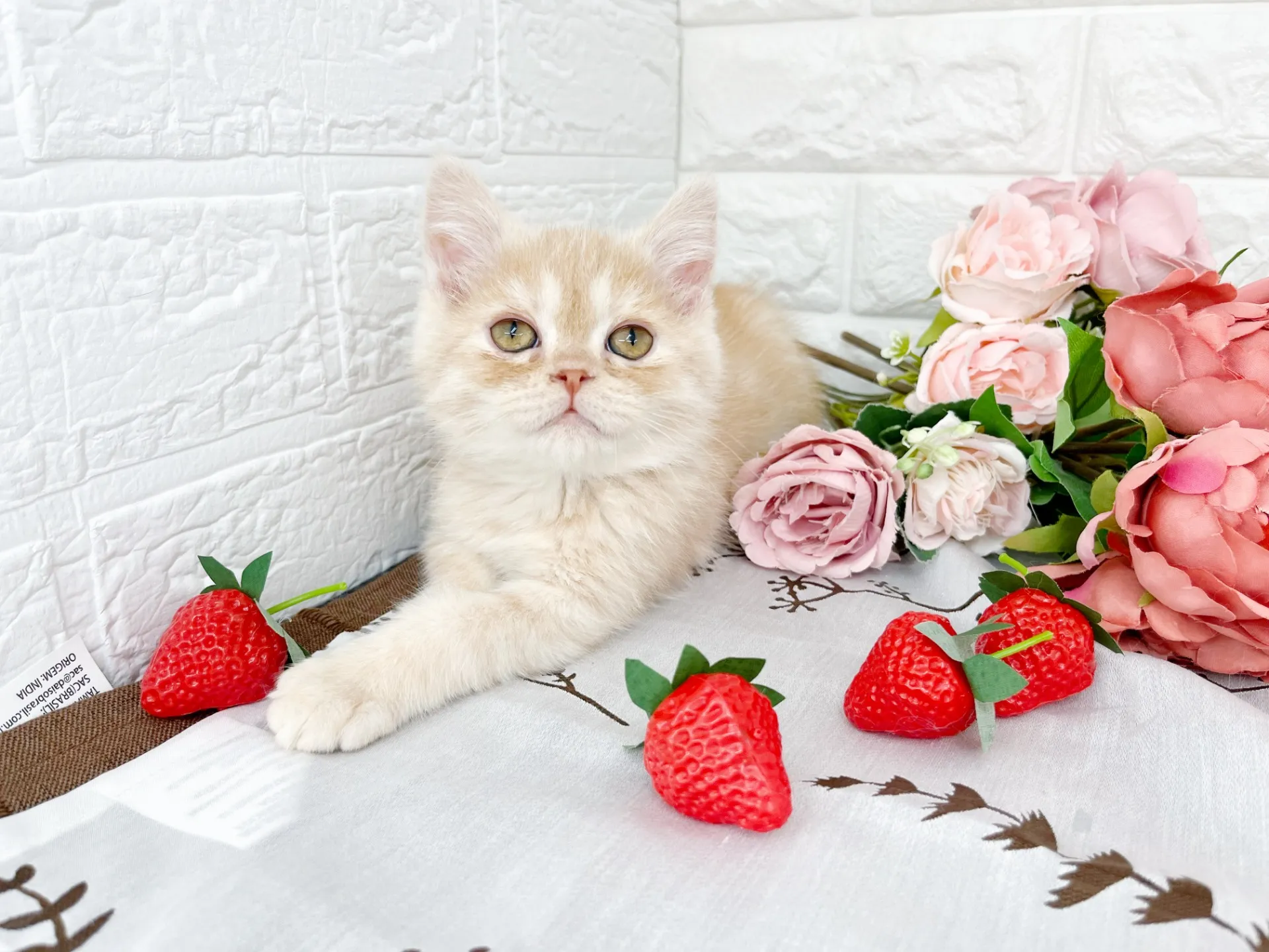 売約済★ミヌエット（足長）★オス★ No.3061