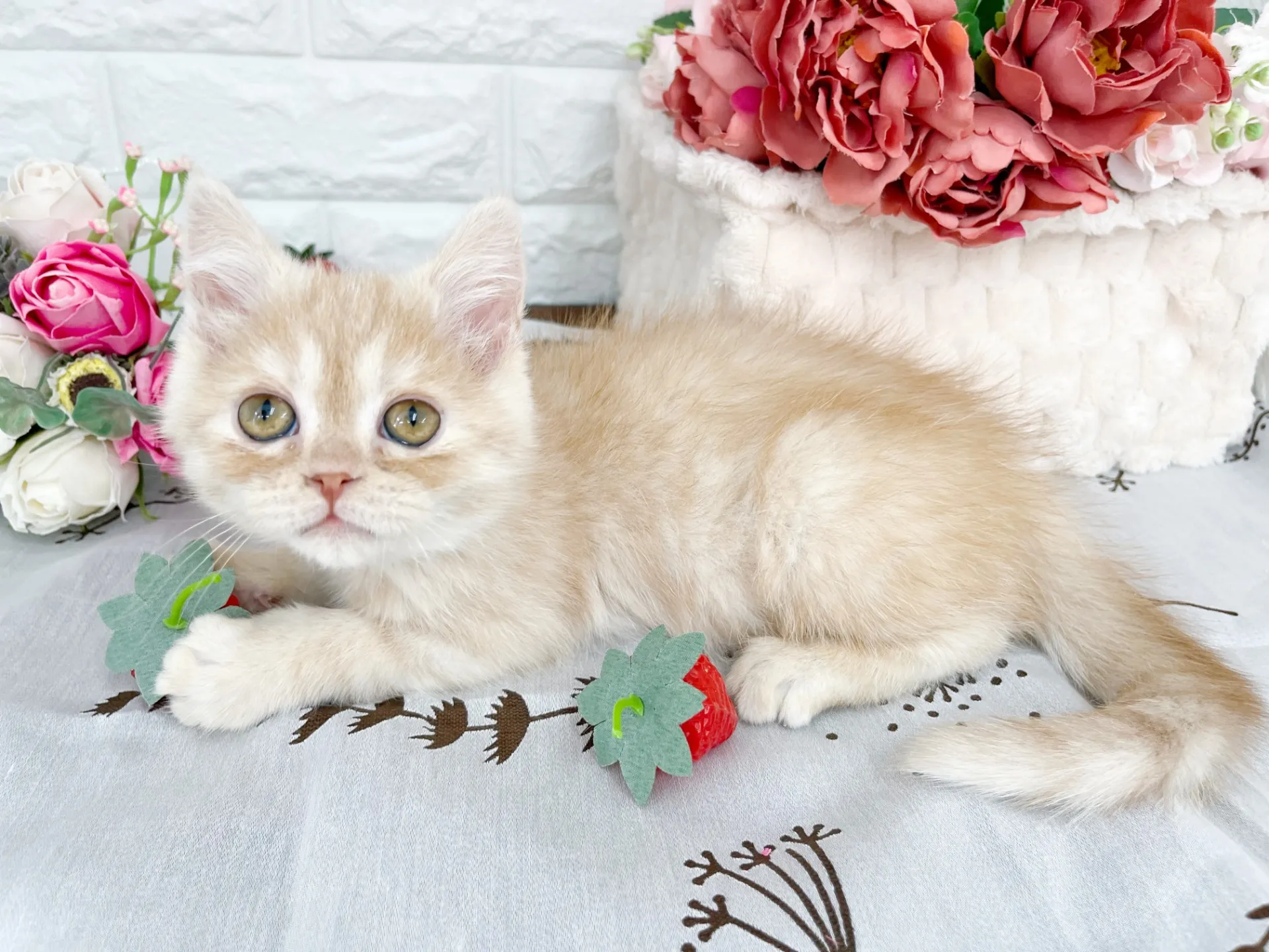 売約済★ミヌエット（足長）★オス★ No.3061