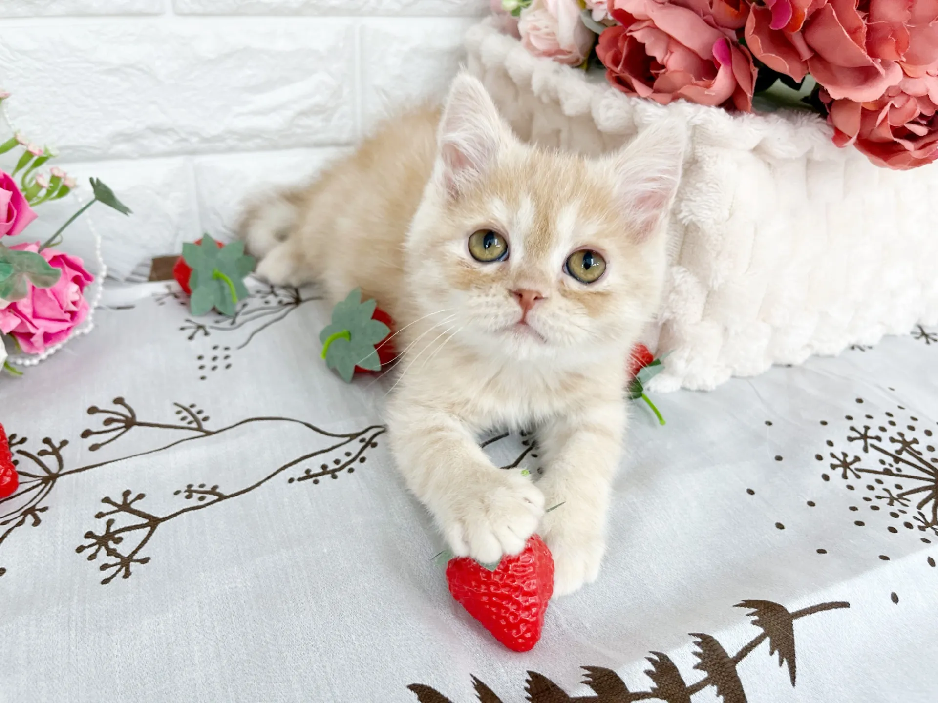 売約済★ミヌエット（足長）★オス★ No.3061