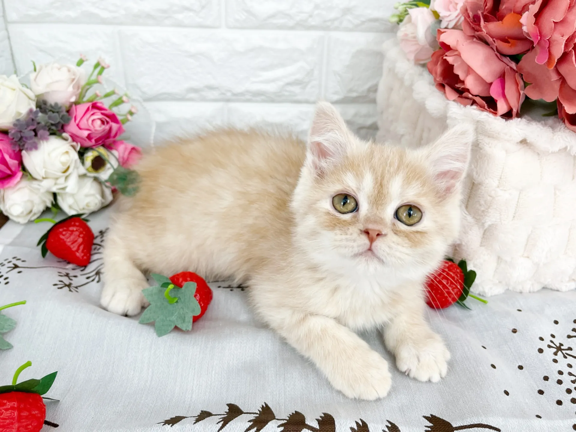 売約済★ミヌエット（足長）★オス★ No.3061