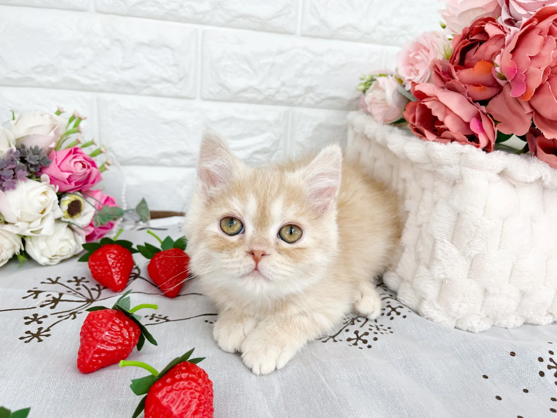 売約済★ミヌエット（足長）★オス★ No.3061