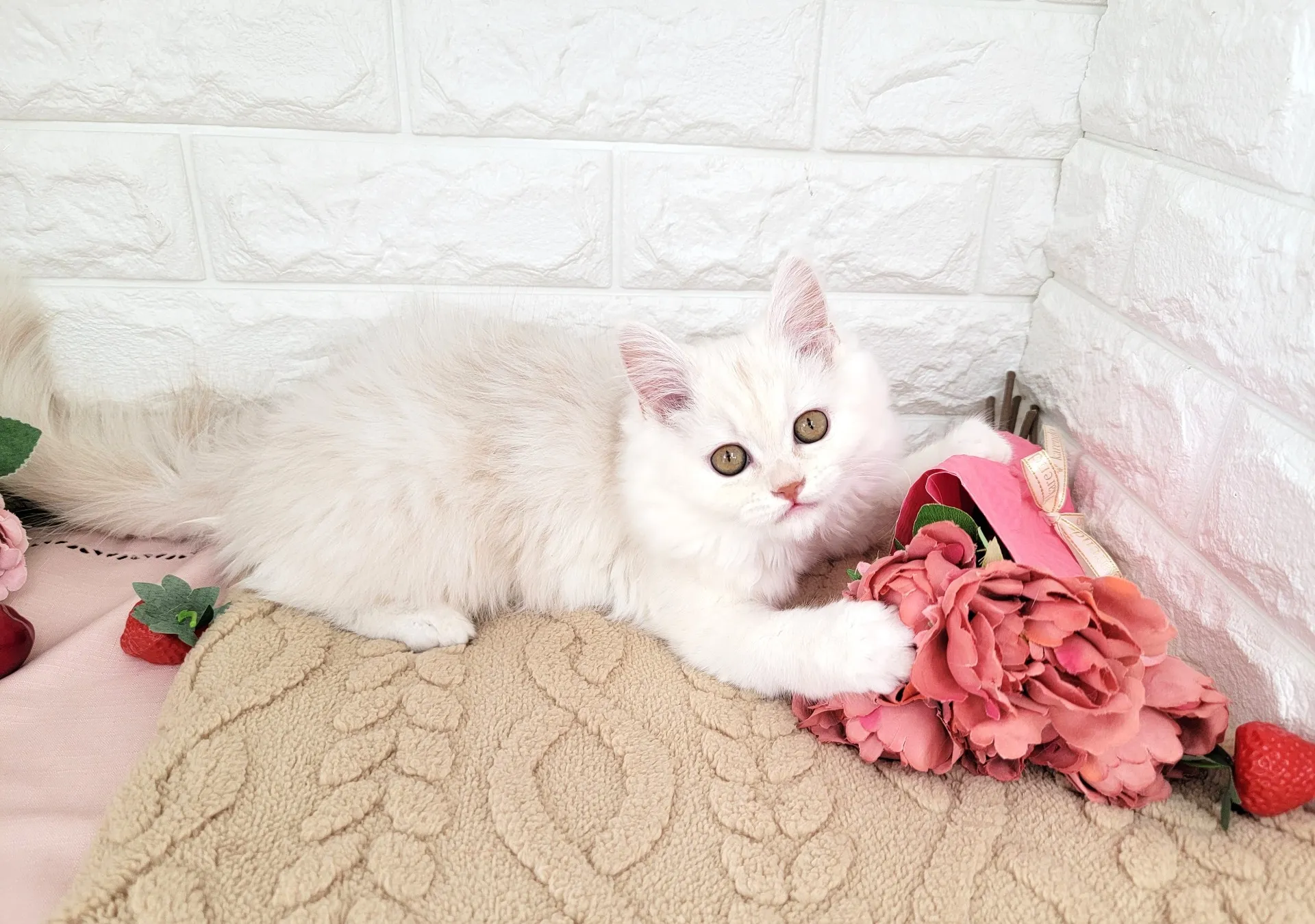 売約済★ミヌエット（足長）★メス★ No.3051