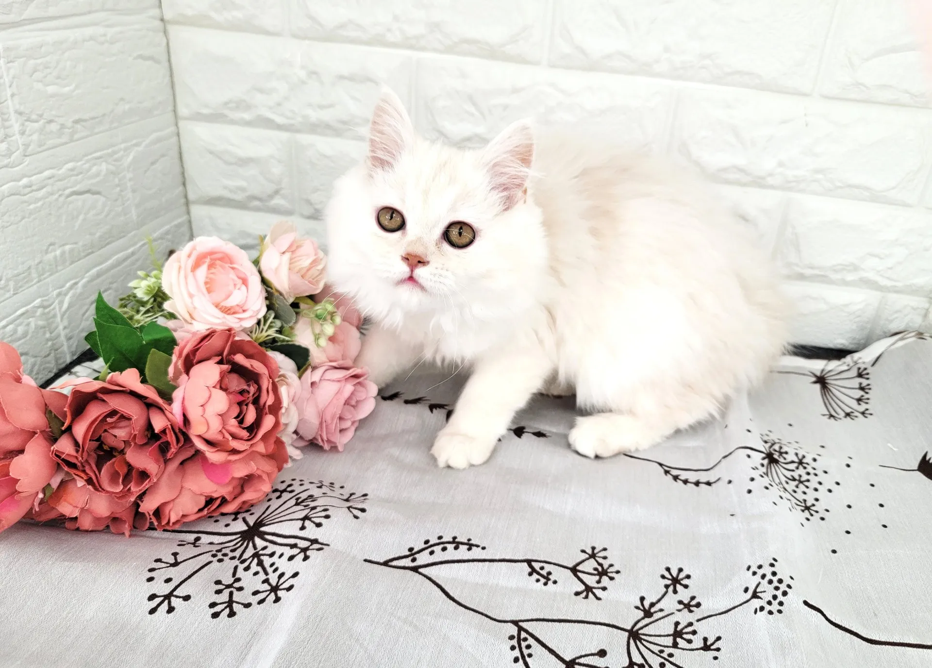 売約済★ミヌエット（足長）★メス★ No.3051