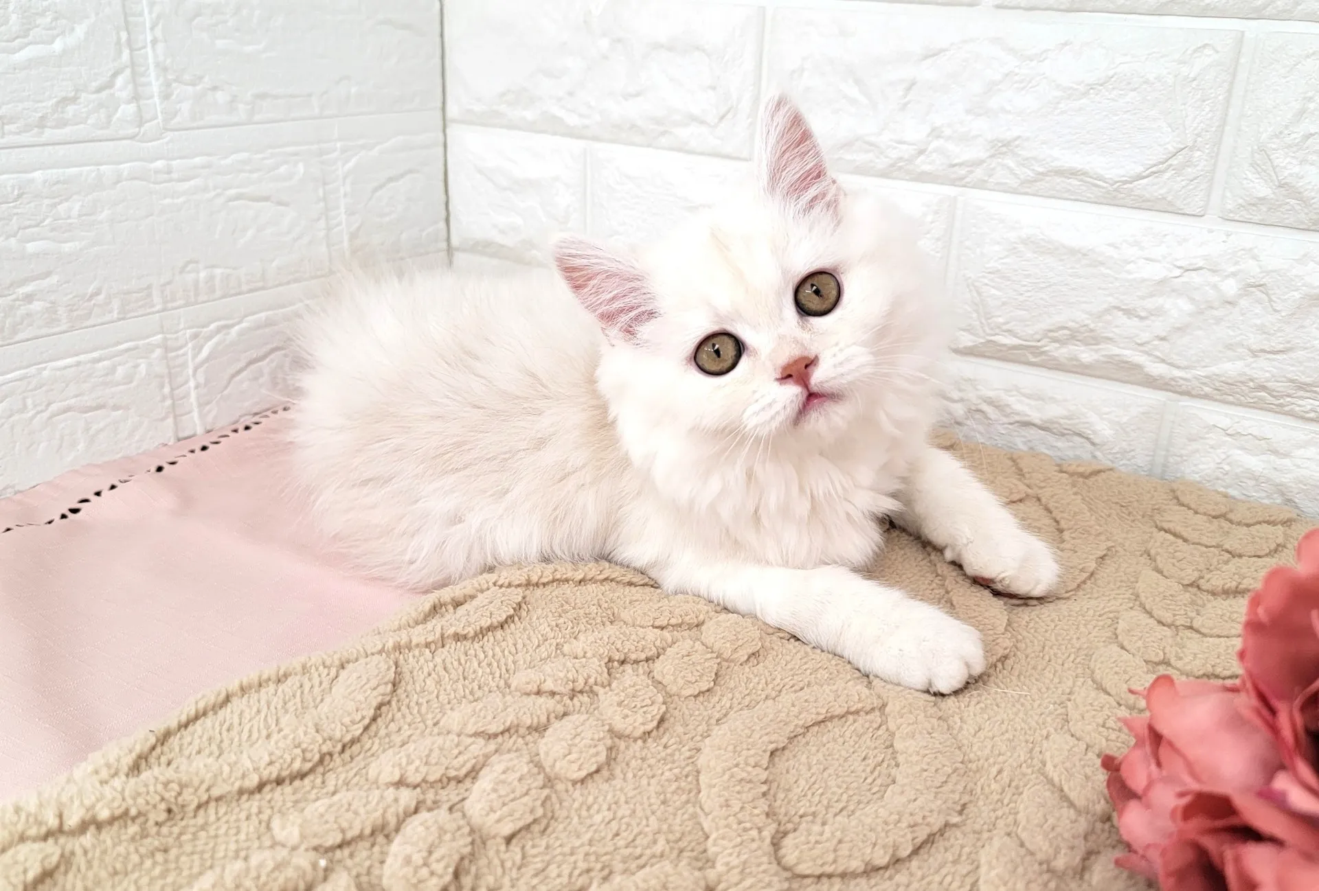 売約済★ミヌエット（足長）★メス★ No.3051