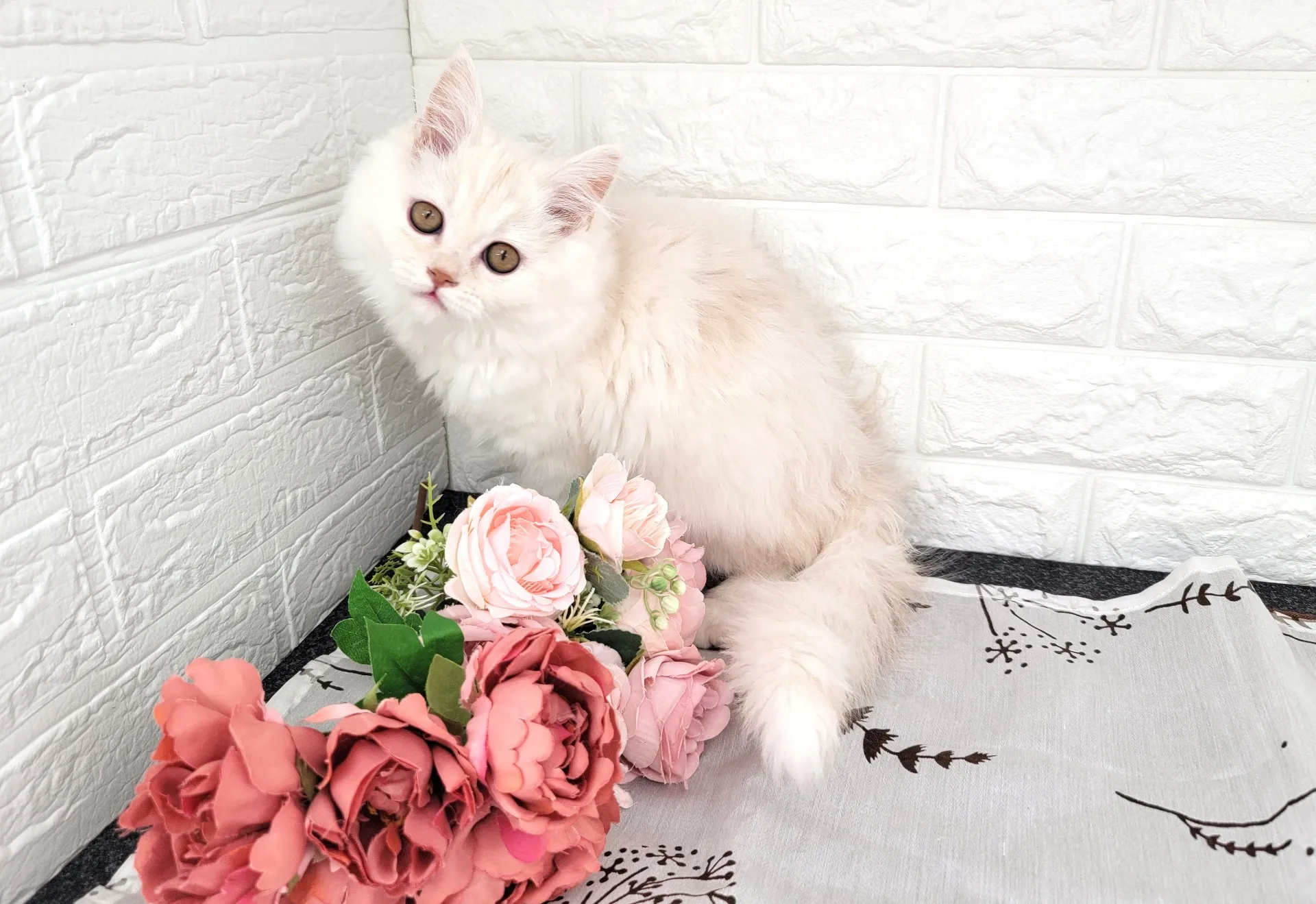 売約済★ミヌエット（足長）★メス★ No.3051