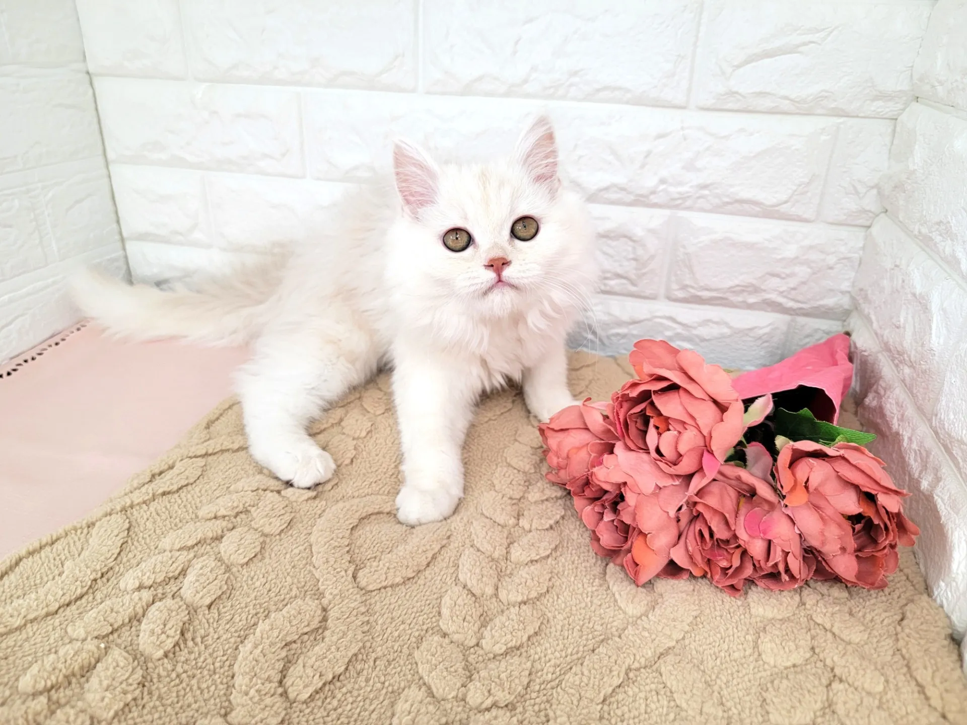 売約済★ミヌエット（足長）★メス★ No.3051