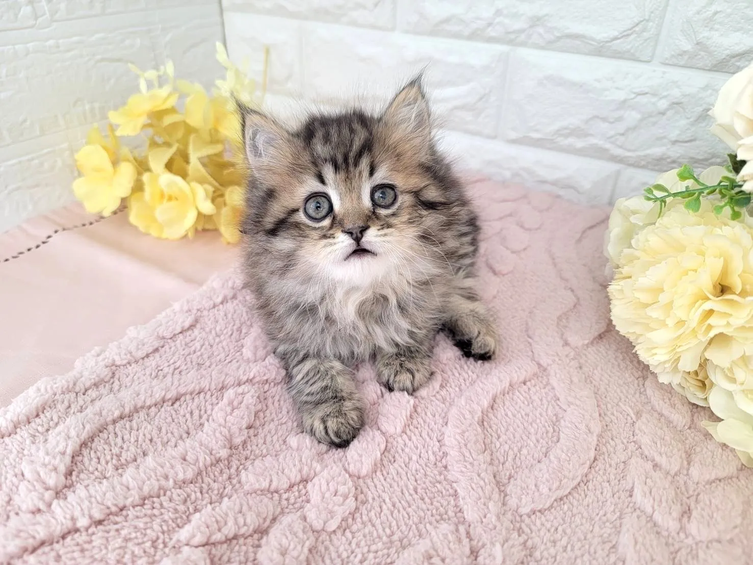 ★ミヌエット（足長）★オス★ No.3071