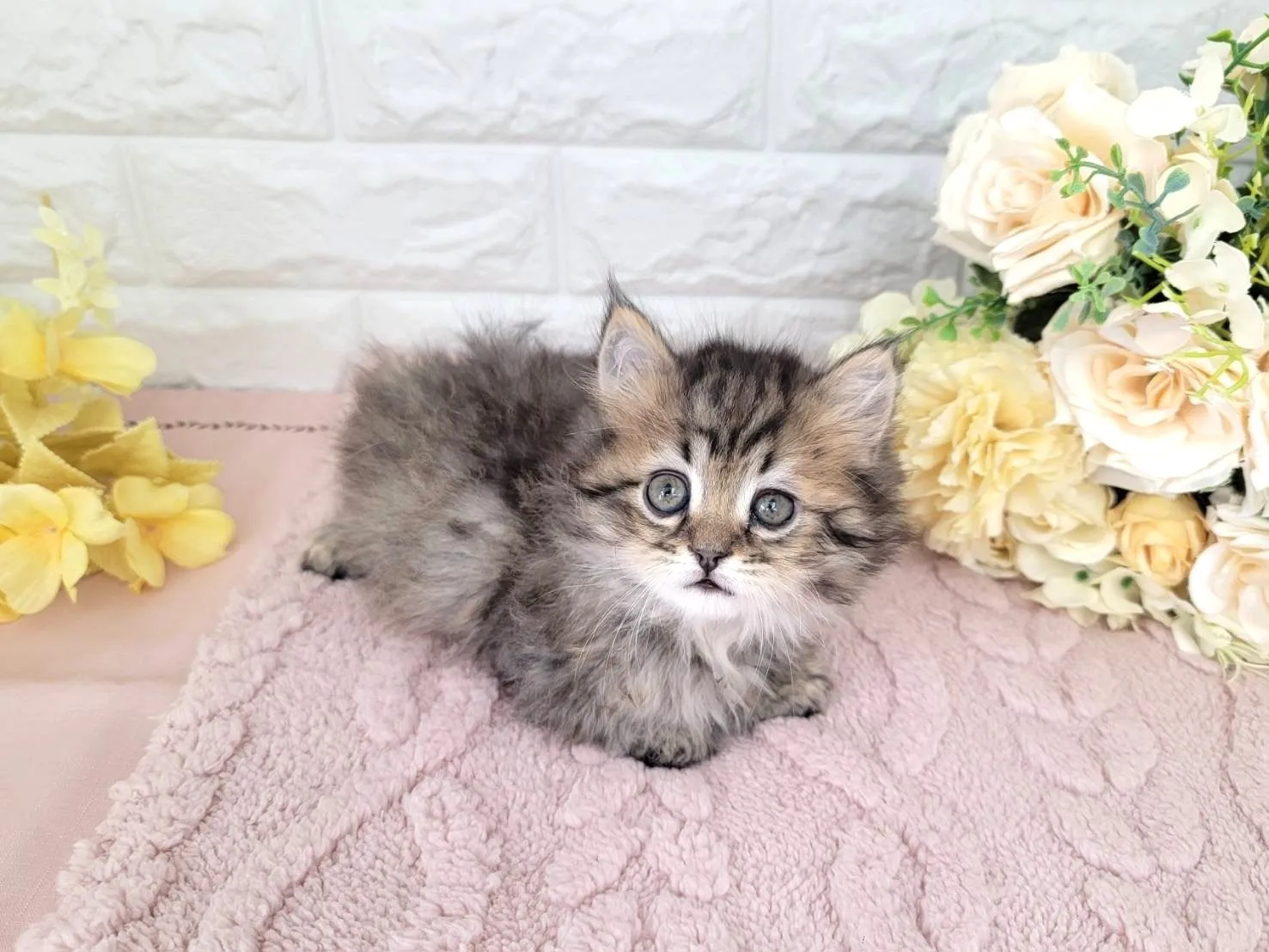 ★ミヌエット（足長）★オス★ No.3071