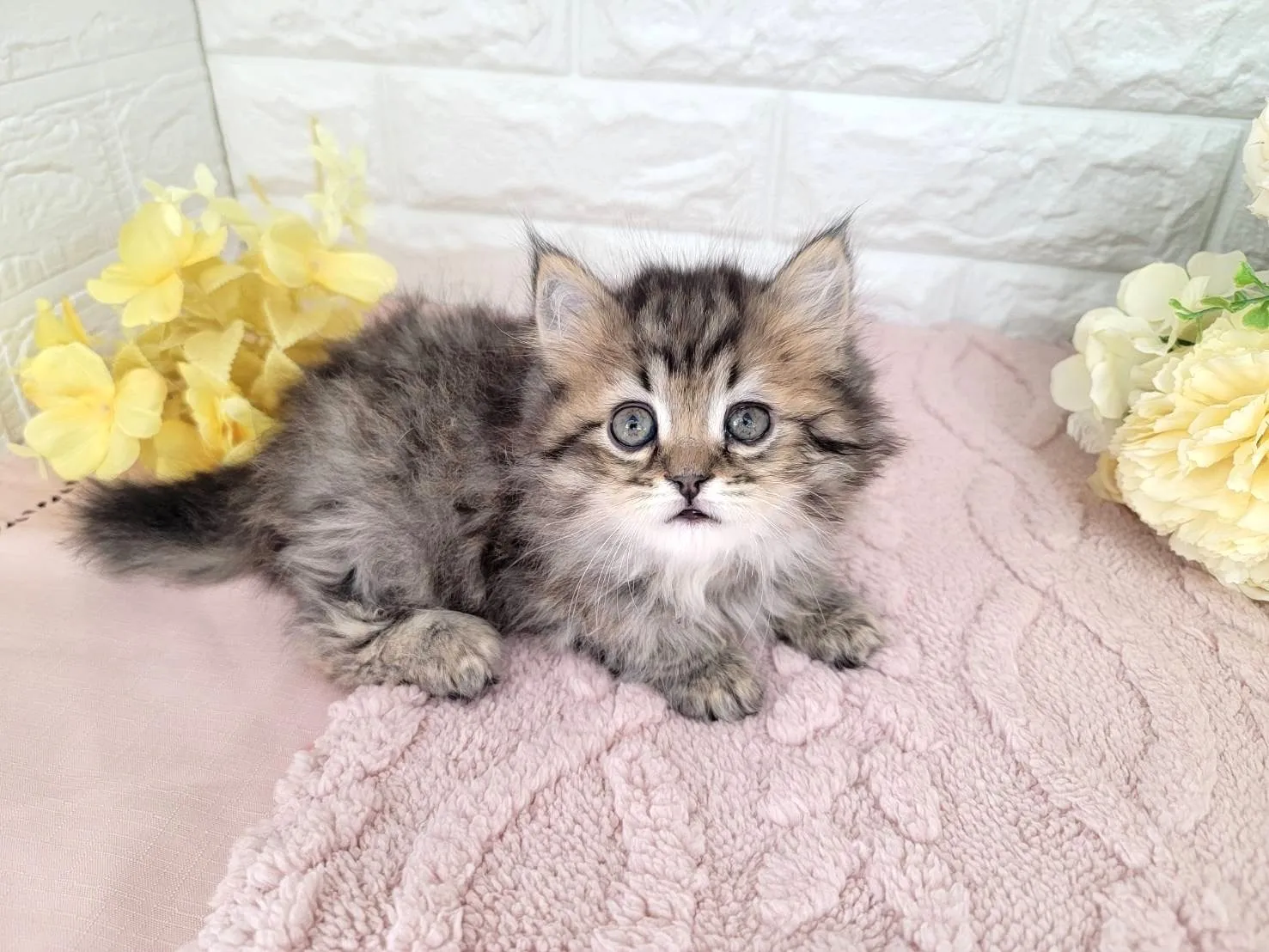 ★ミヌエット（足長）★オス★ No.3071