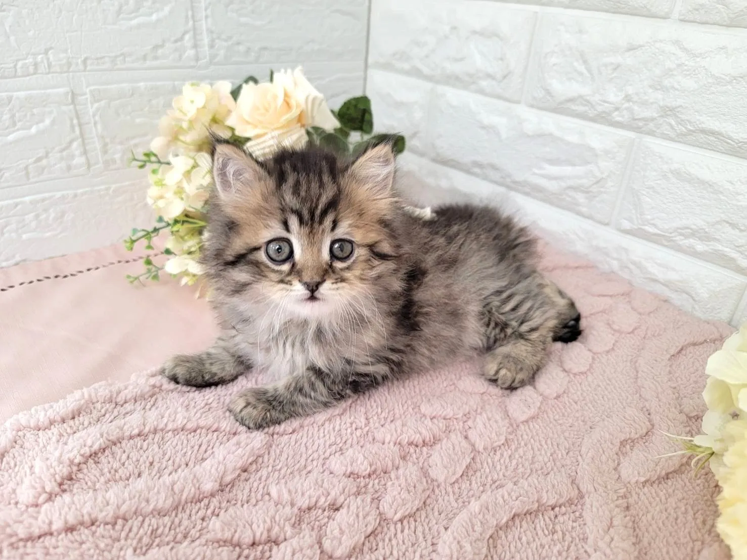 ★ミヌエット（足長）★オス★ No.3071