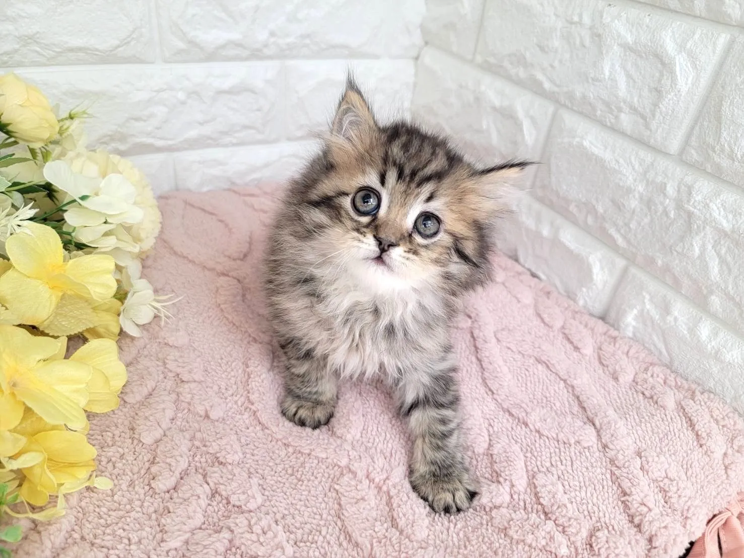 ★ミヌエット（足長）★オス★ No.3071