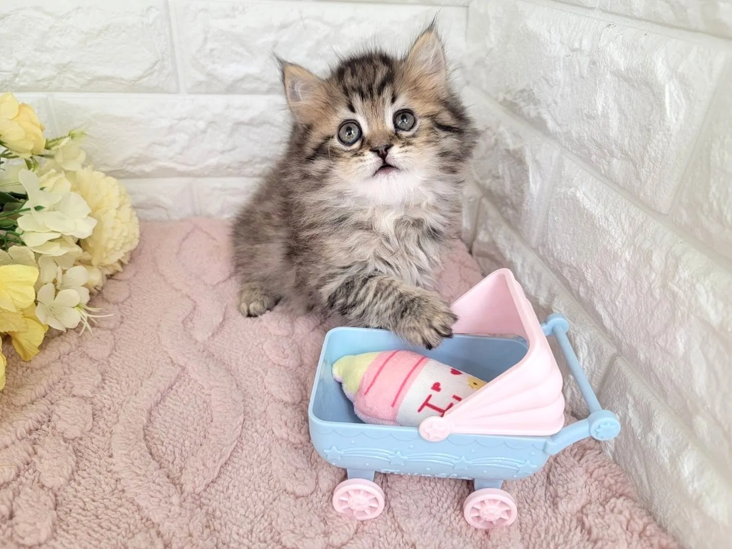 ★ミヌエット（足長）★オス★ No.3071