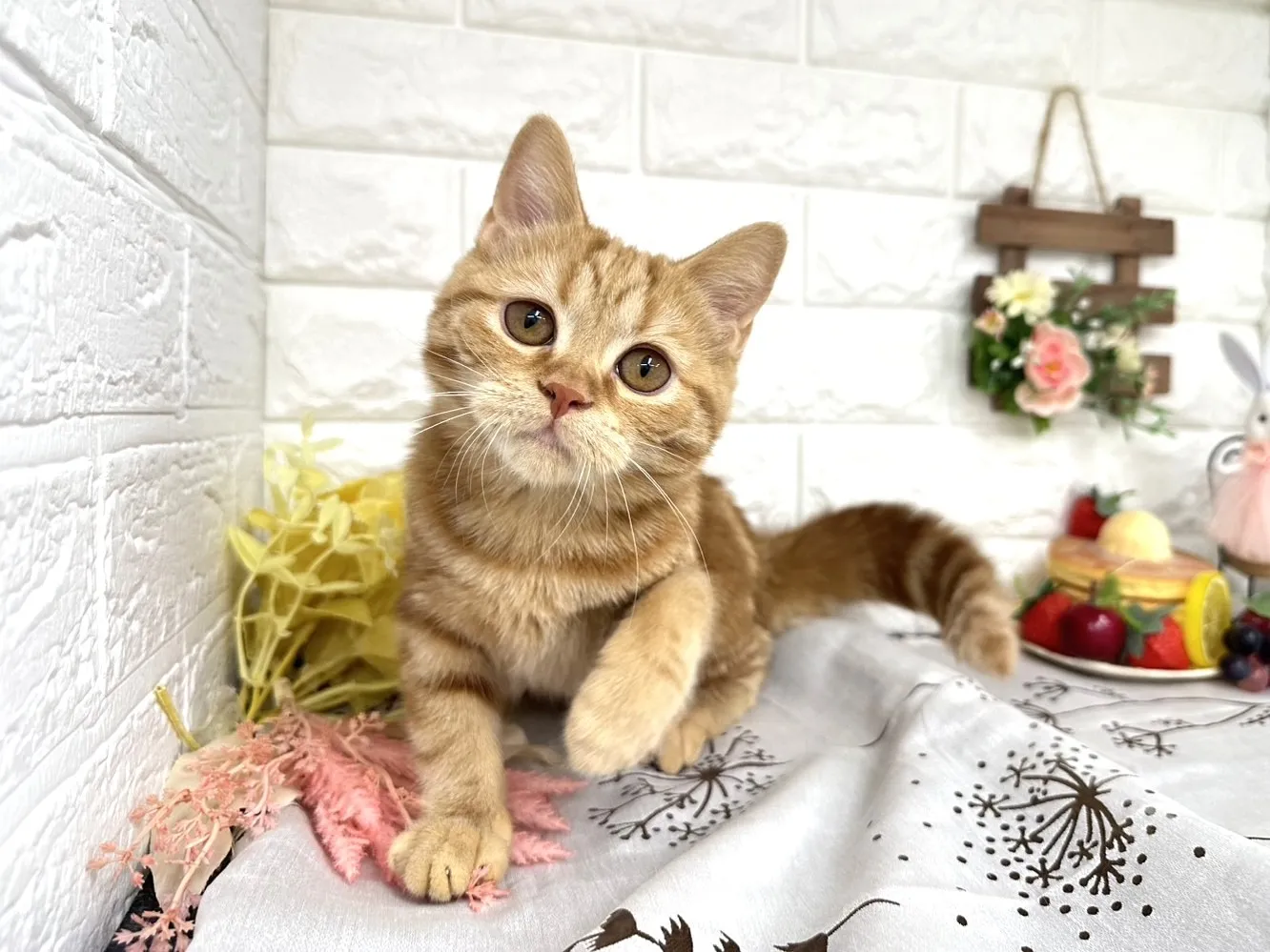 ★ミヌエット（足長）★メス★ No.3043