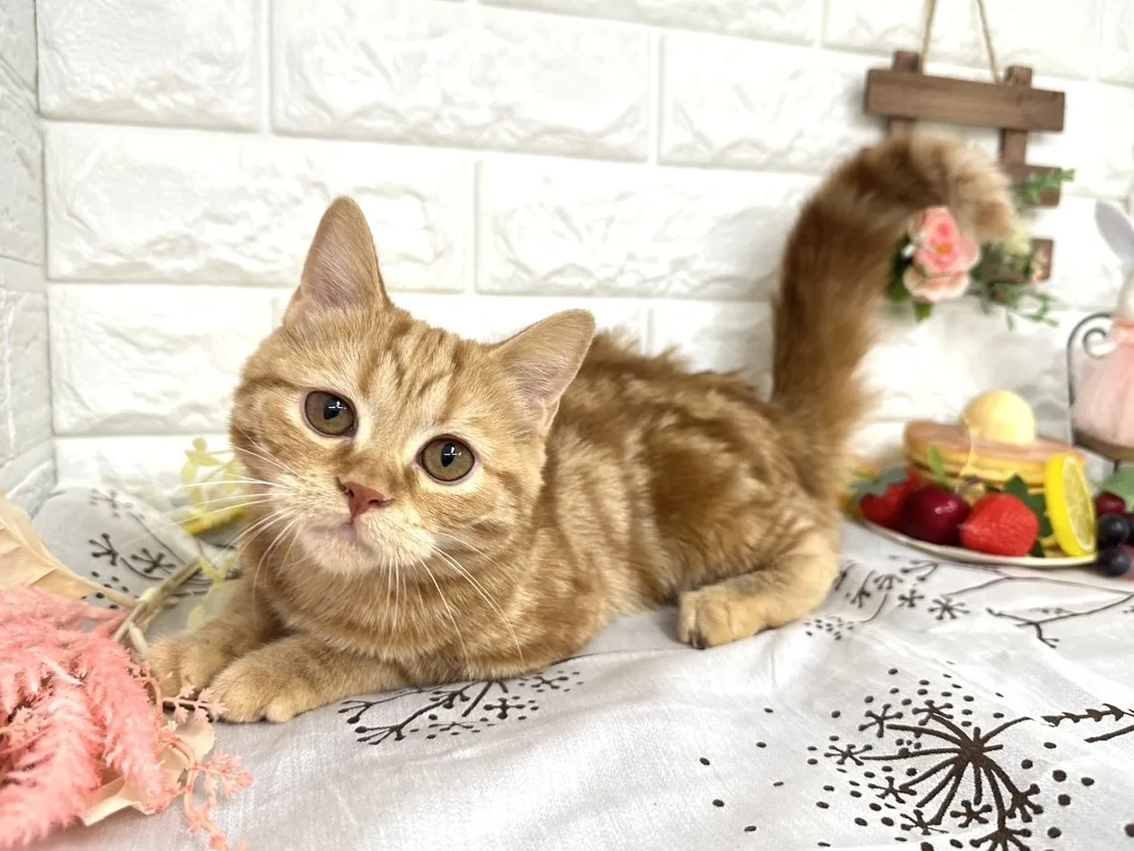 ★ミヌエット（足長）★メス★ No.3043