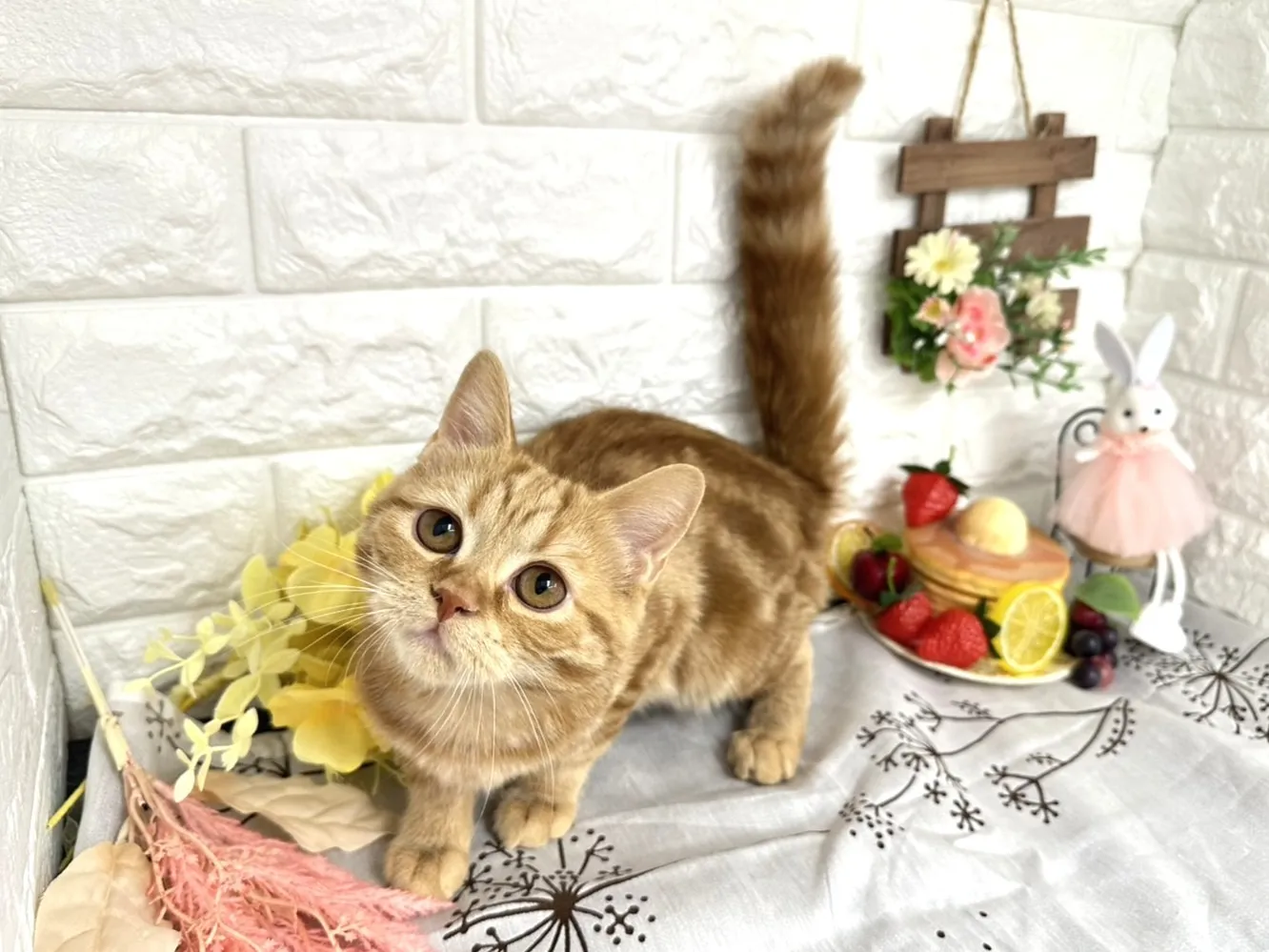 ★ミヌエット（足長）★メス★ No.3043