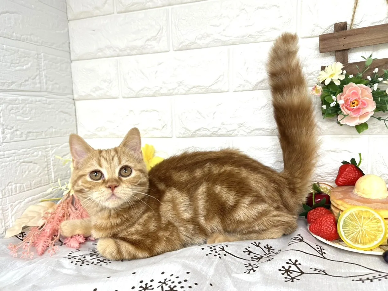 ★ミヌエット（足長）★メス★ No.3043