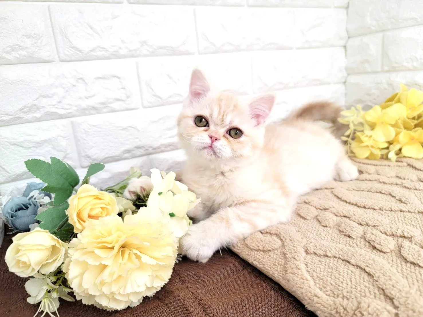 ★ミヌエット（足長）★オス★ No.3067