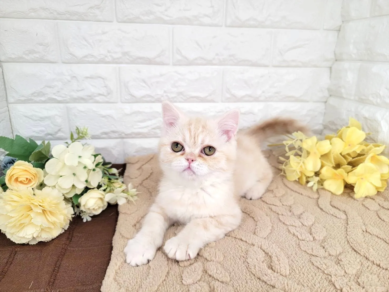 ★ミヌエット（足長）★オス★ No.3067