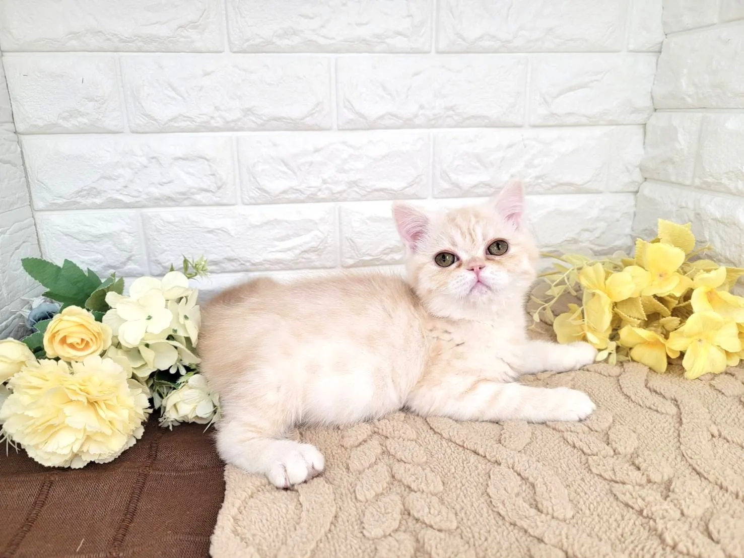 ★ミヌエット（足長）★オス★ No.3067