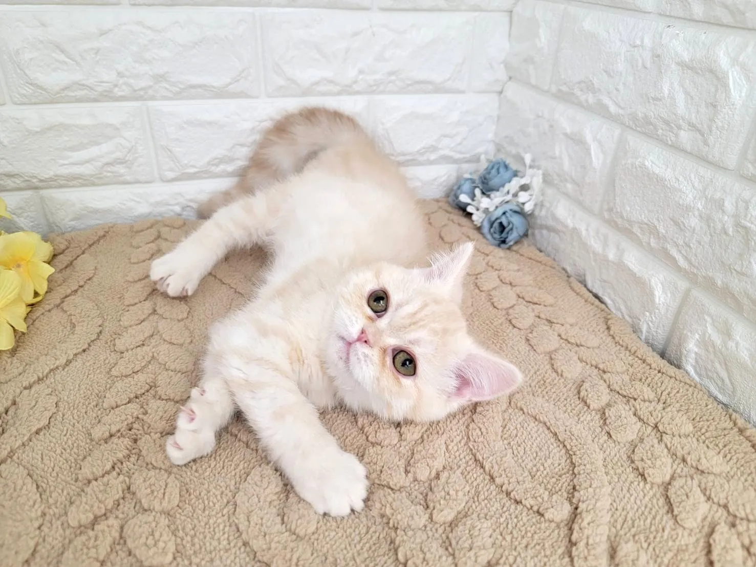 ★ミヌエット（足長）★オス★ No.3067