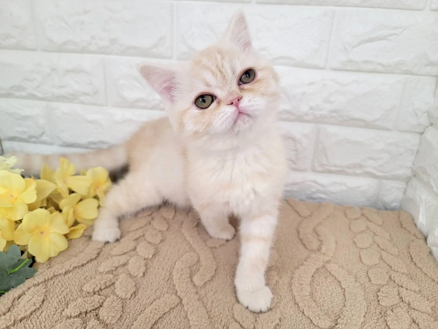 ★ミヌエット（足長）★オス★ No.3067