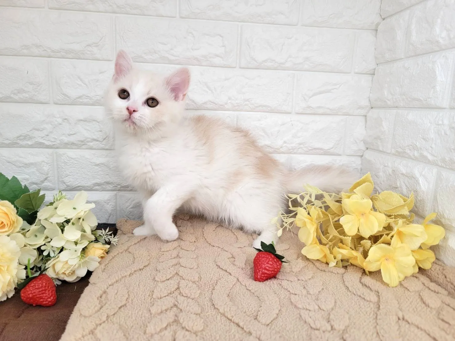 売約済★ミヌエット（足長）★オス★ No.3059