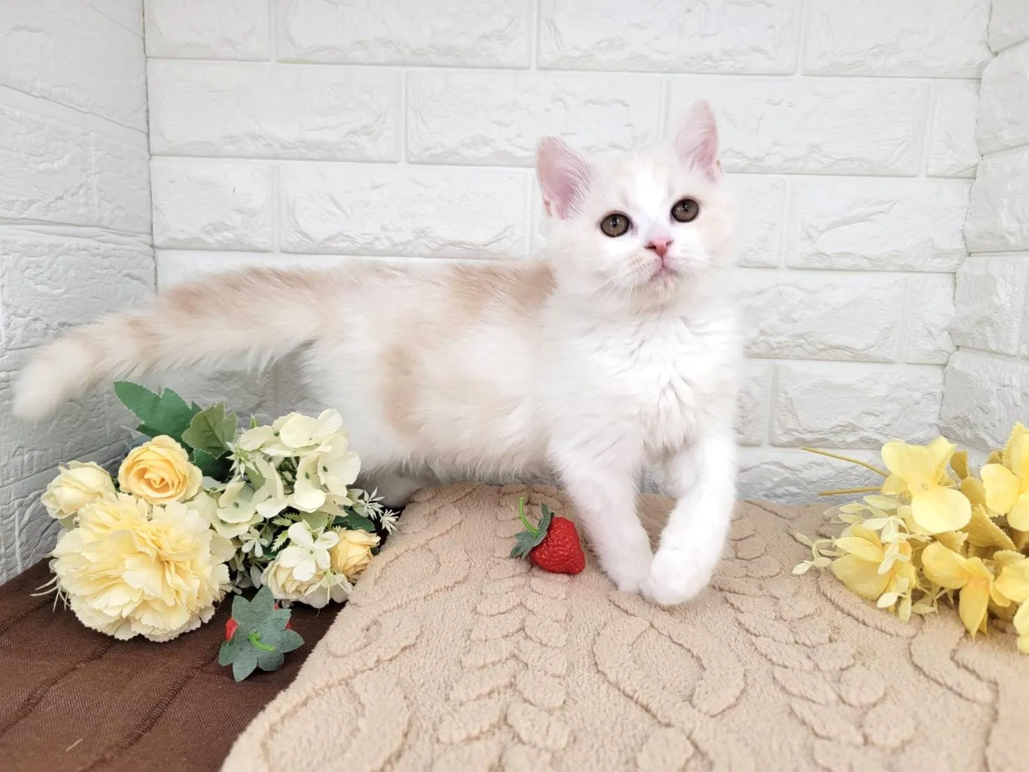 売約済★ミヌエット（足長）★オス★ No.3059